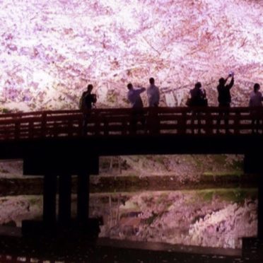 桜 ライトアップの iPhone7 壁紙