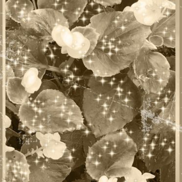 花 セピアの iPhone7 壁紙