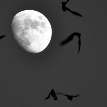 風景月鳥灰の iPhone7 壁紙