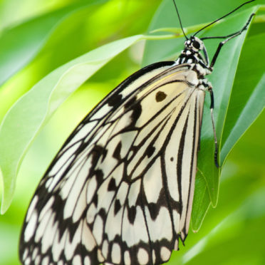 自然葉蝶の iPhone7 壁紙
