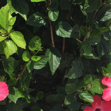 植物ハイビスカス花赤緑の iPhone7 壁紙