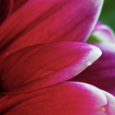 植物花赤紫桃の iPhone7 壁紙