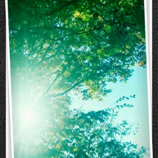 木々　太陽　壁紙の iPhone7 Plus 壁紙