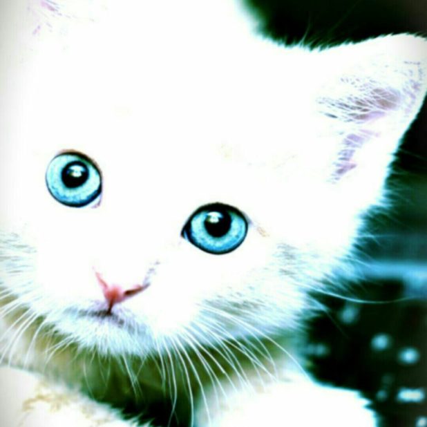 子猫　白猫　壁紙の iPhone7 Plus 壁紙