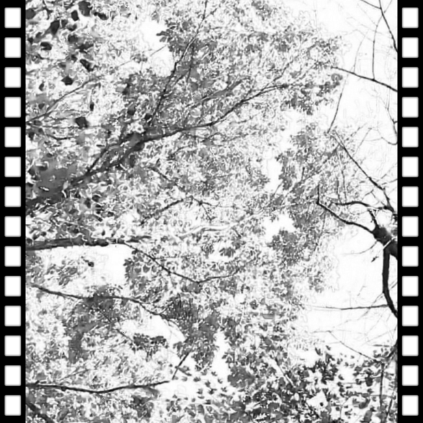 木　フィルム　壁紙の iPhone7 Plus 壁紙