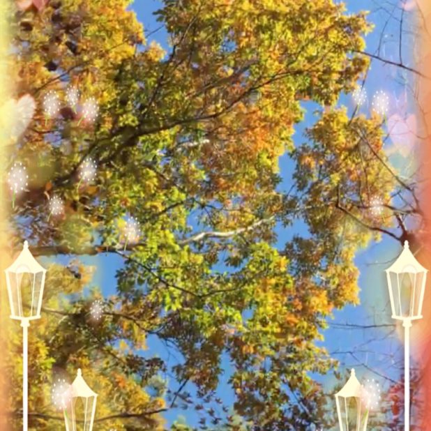 街路樹　街灯　壁紙の iPhone7 Plus 壁紙