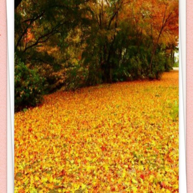 落ち葉　木々　壁紙の iPhone7 Plus 壁紙