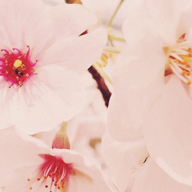 桜　花　壁紙の iPhone7 Plus 壁紙