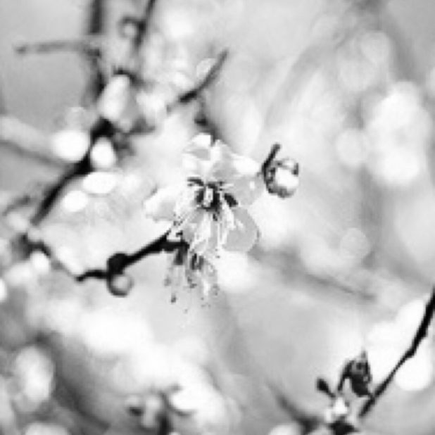 桜　モノクロ　壁紙の iPhone7 Plus 壁紙