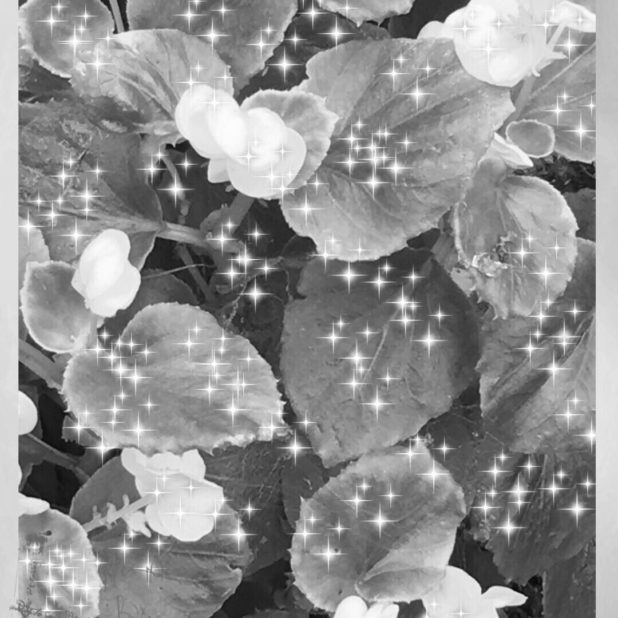 花　モノクロ　壁紙の iPhone7 Plus 壁紙