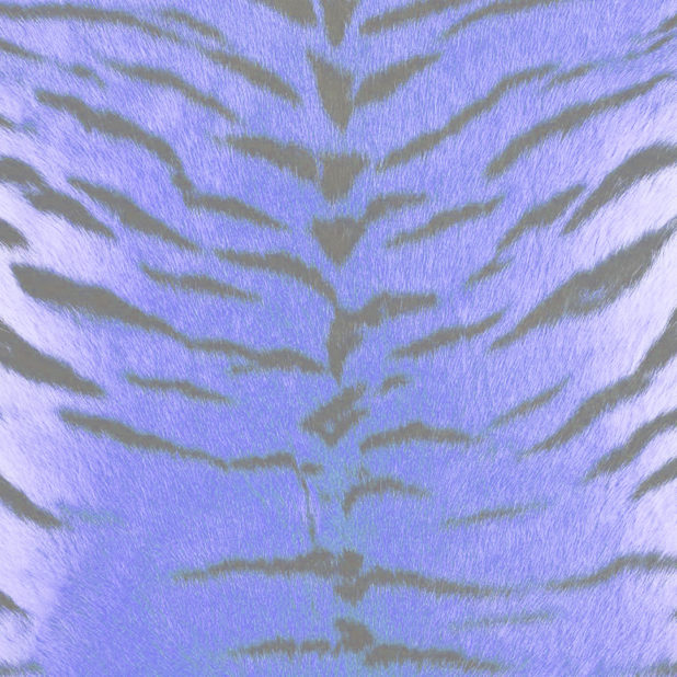 毛皮模様トラ青紫の iPhone7 Plus 壁紙