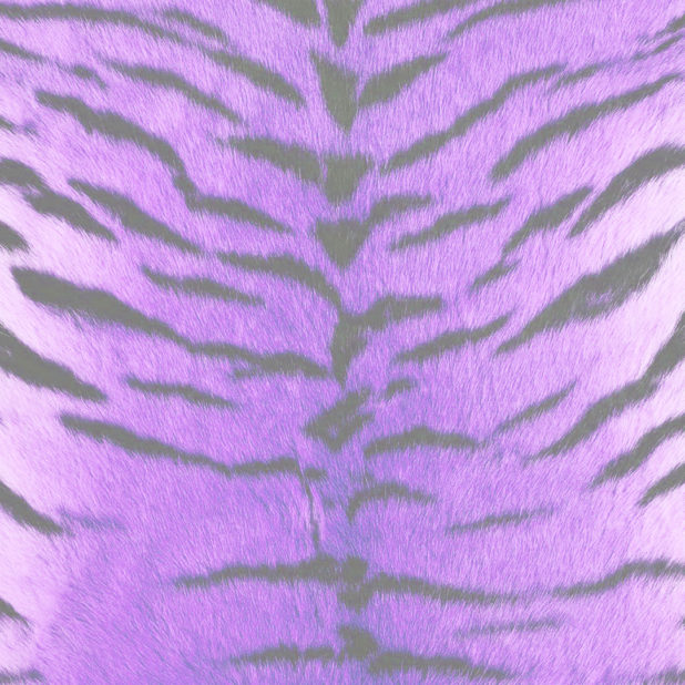 毛皮模様トラ紫の iPhone7 Plus 壁紙