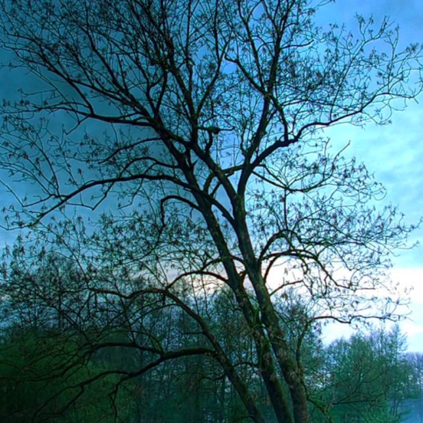 風景木の iPhone7 Plus 壁紙