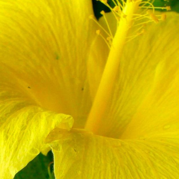 自然花黄の iPhone7 Plus 壁紙