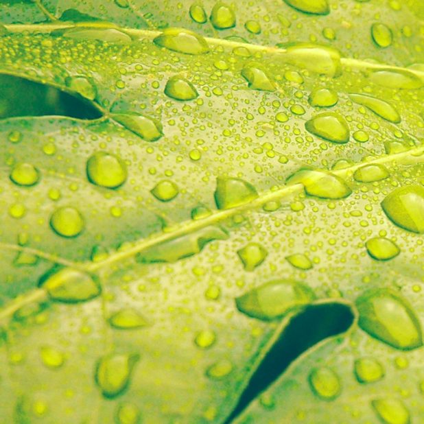 自然葉緑の iPhone7 Plus 壁紙