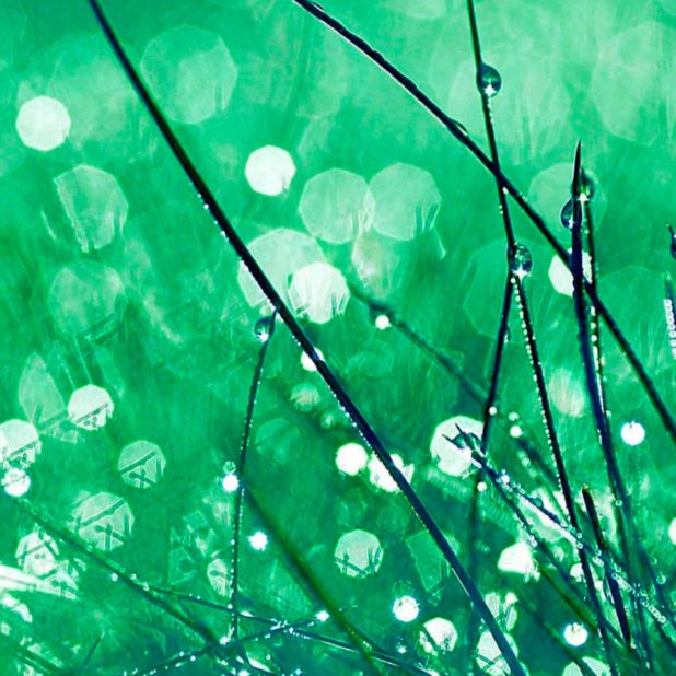自然葉緑の iPhone7 Plus 壁紙