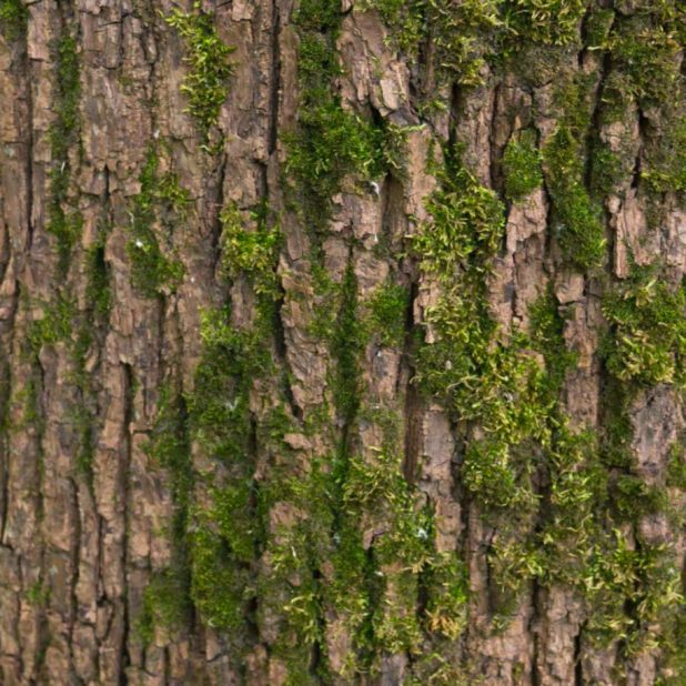 木苔緑茶の iPhone7 Plus 壁紙