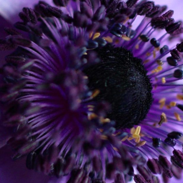 紫花の iPhone7 Plus 壁紙