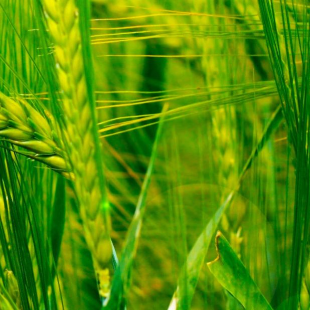 自然稲緑の iPhone7 Plus 壁紙