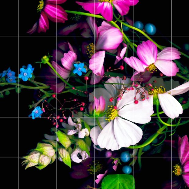 花カラフル黒棚罫線の iPhone7 Plus 壁紙