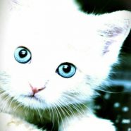 子猫 白猫の iPhone8 壁紙