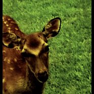 鹿 動物の iPhone8 壁紙