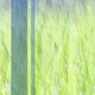 草むら 幻想的の iPhone8 壁紙