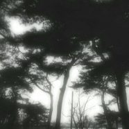 景色 木の iPhone8 壁紙