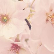 桜 花びらの iPhone8 壁紙