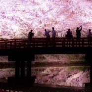 桜 ライトアップの iPhone8 壁紙