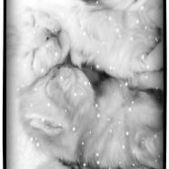 ネコ 雪の iPhone8 壁紙