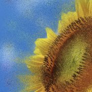 ひまわり sunflowerの iPhone8 壁紙