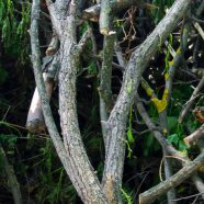 自然木枝の iPhone8 壁紙