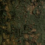 木苔緑茶の iPhone8 壁紙