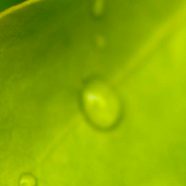 葉水玉緑の iPhone8 壁紙