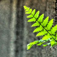 葉緑木の iPhone8 壁紙