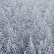 風景森雪白の iPhone8 壁紙
