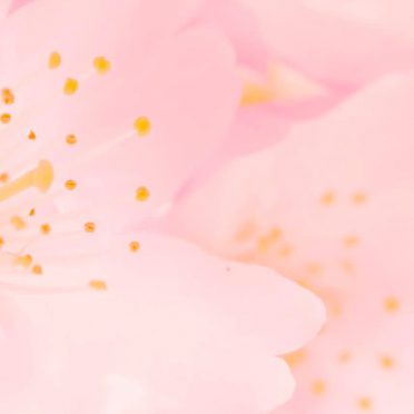 自然花桃の iPhone8 壁紙