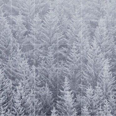 風景森雪白棚罫線の iPhone8 壁紙