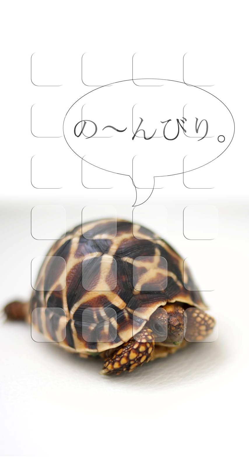 動物亀棚の んびり Wallpaper Sc Iphone8壁紙