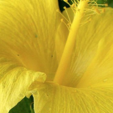 自然花黄の iPhone8 壁紙