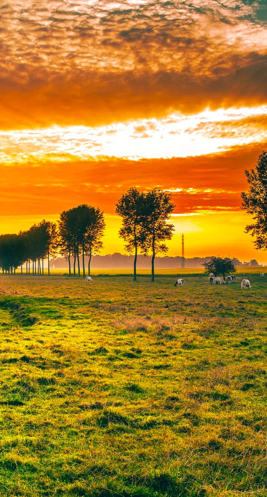 風景草原 | wallpaper.sc iPhone8壁紙