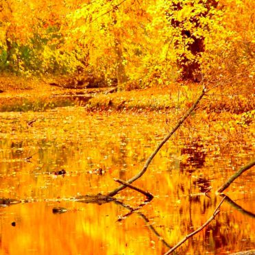 景色自然黄の iPhone8 壁紙