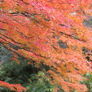 風景紅葉自然の iPhone8 壁紙