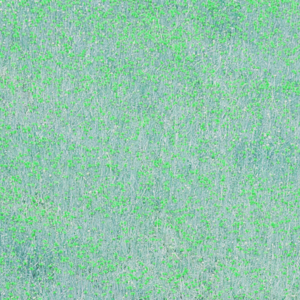 風景花畑青緑の iPhone8Plus 壁紙