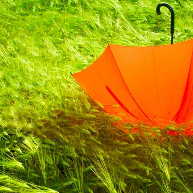 風景草緑傘の iPhone8Plus 壁紙