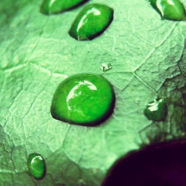 自然葉緑の iPhone8Plus 壁紙