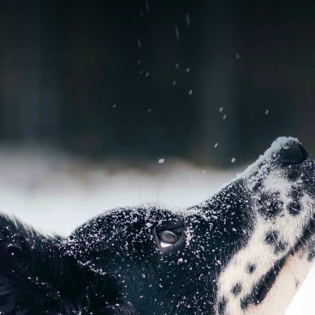 動物犬雪の iPhone8Plus 壁紙