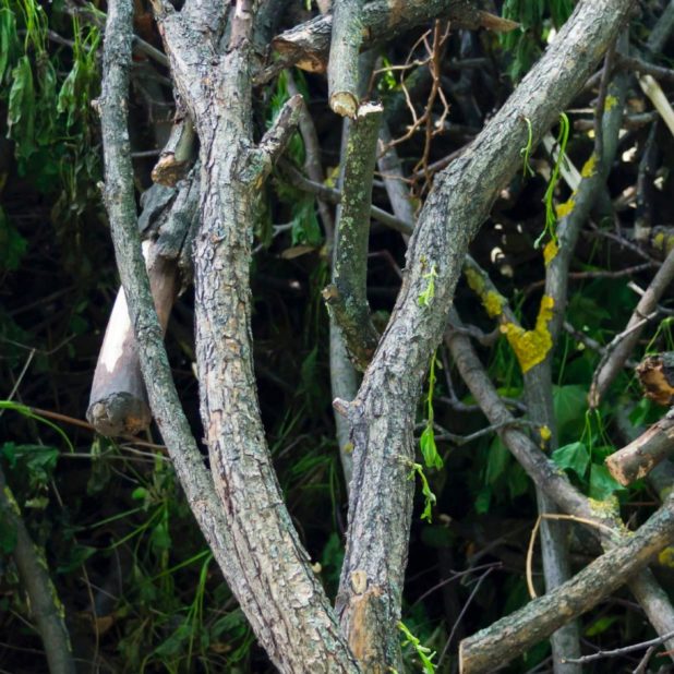 自然木枝の iPhone8Plus 壁紙