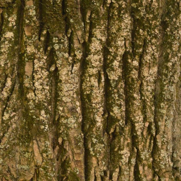 木苔緑茶の iPhone8Plus 壁紙